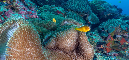 Philippines, clown fish, Pintuyan Island