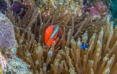 Philippines, clown fish, Pintuyan Island