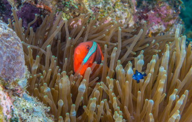 Philippines, clown fish, Pintuyan Island