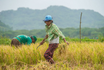 Philippines, Santa Ana, rice harvesting