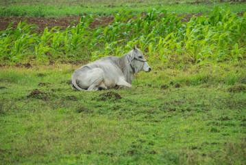 Philippines, Santa Ana, Water Buffalo