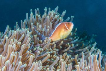 Philippines, anemone with anemone shrimp and clown fish, Pintuyan Island