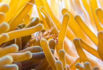 Philippines, anemone with anemone shrimp, Pintuyan Island
