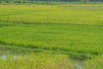 Philippines, Santa Ana, rice field