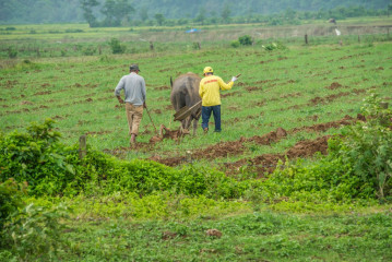Philippines, Santa Ana, farmer and buffalo ploughing