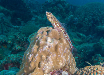 Philippines, coral with sandperch, Pintuyan Island