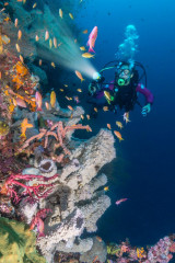 Philippines, corals with diver, Pintuyan Island