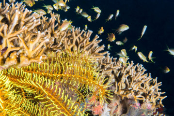 Philippines, coral with feather star, Pintuyan Island