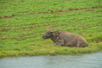 Philippines, Santa Ana, Water Buffalo