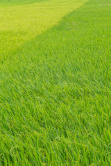 Philippines, Santa Ana, rice field
