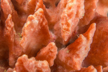 Philippines, coral with crab, Pintuyan Island