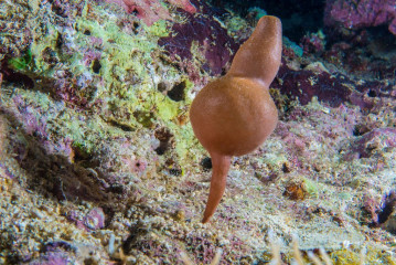 Philippines, coral, Pintuyan Island