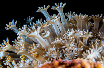 Philippines, coral, Pintuyan Island