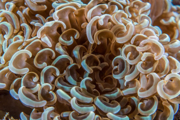 Philippines, coral, Pintuyan Island