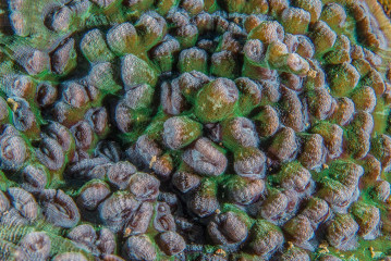 Philippines, coral, Pintuyan Island