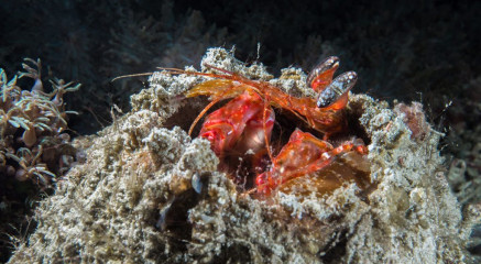 Philippines, mantis shrimp, Pintuyan Island