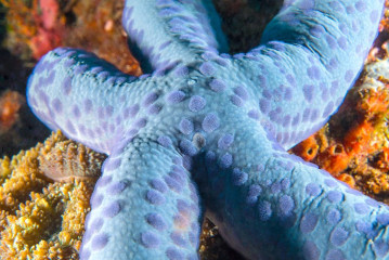 Philippines, sea star, Pintuyan Island