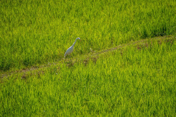 Philippines, Palawan, rice fields with heron