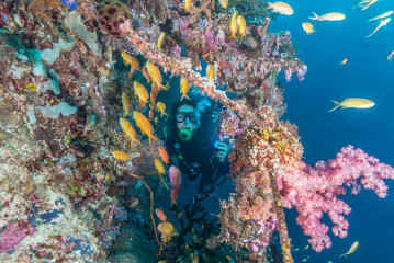 Philippines, diver with corals and wreck, Pintuyan Island