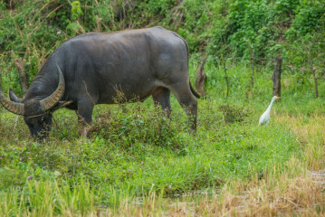 Philippines, Santa Ana, Water Buffalo with Heron