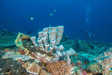 Philippines, Palawan, Puerto Princesa, diver with corals