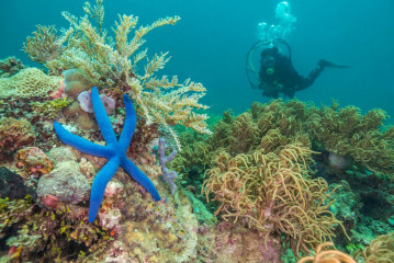 Philippines, Palawan, Puerto Princesa, diver with star fish