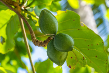 Philippines, Bulubituon fruit (fish poison tree - Barringtonia Asiatica), Pintuyan Island