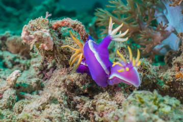 Philippines, Palawan, Puerto Princesa, nudibranch