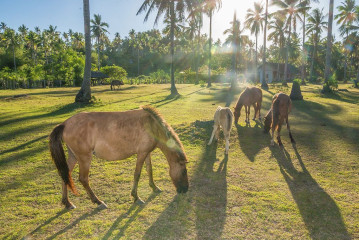 Philippines, horses, Ticao Island