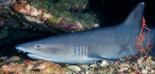 Philippines, white-tip reef shark, Pintuyan Island