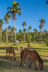 Philippines, horses, Ticao Island