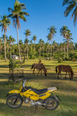Philippines, horses, motorbike, Ticao Island