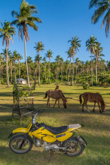 Philippines, horses, motorbike, Ticao Island