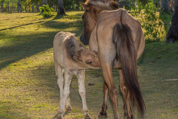Philippines, foal milking, horse, Ticao Island beach
