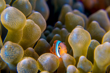 Philippines, clown fish, Pintuyan Island