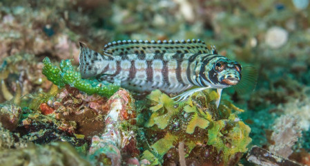 Philippines, goby with eggs, Pintuyan Island