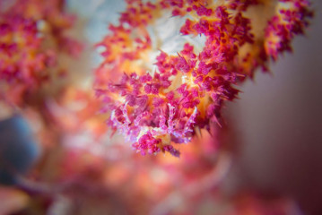 Philippines, pygmy goby, Pintuyan Island