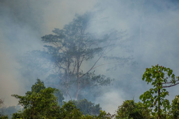 Philippines, Palawan, Tree with smog