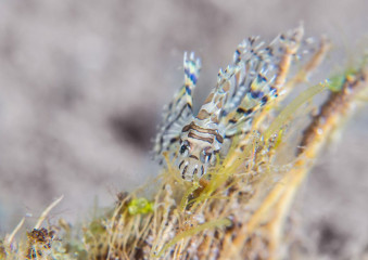 Philippines, juvenil lion fish, Pintuyan Island