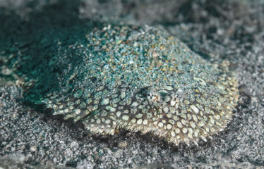 Philippines, flounder, Pintuyan Island
