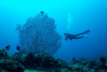 Philippines, Palawan, Puerto Princesa, diver with coral