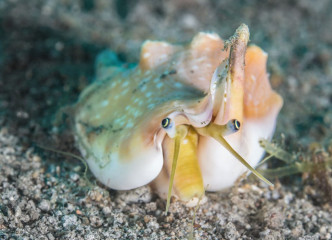 Philippines, hermit crab, Pintuyan Island