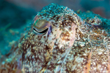 Philippines, cuttlefish, Pintuyan Island