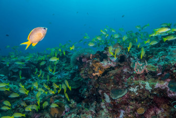 Philippines, Palawan, Puerto Princesa, fish with corals