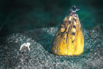 Philippines, eel, Pintuyan Island