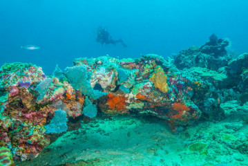 Philippines, Palawan, Puerto Princesa, diver with corals