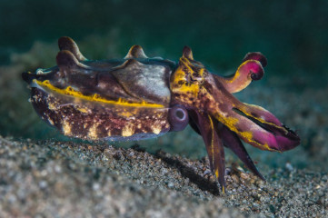 Philippines, flamboyant cuttlefish, Pintuyan Island