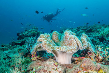 Philippines, Palawan, Puerto Princesa, diver with corals