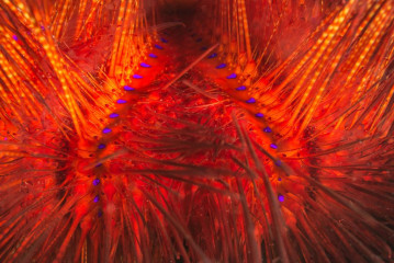 Philippines, sea urchin, Pintuyan Island