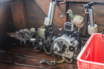 Philippines, pigeons on a Safari Boat at Tubbataha Reef with a underwater camera